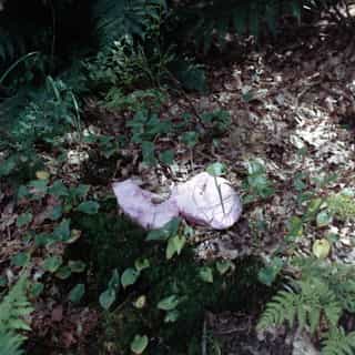 Pink, flayed-looking object lying on the forest floor among ferns and fallen leaves