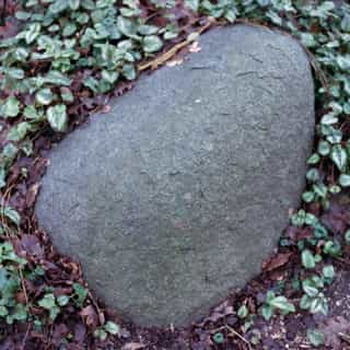 Large smooth grey boulder set in a bed of ivy and fallen leaves