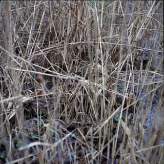 Dense tangle of dry reeds and grass over dark, still water