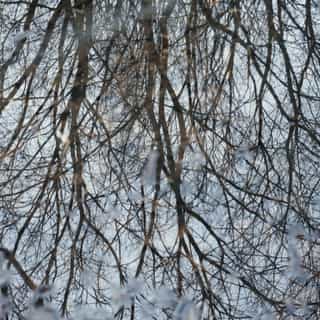 Frost-covered bare tree branches against a pale winter sky
