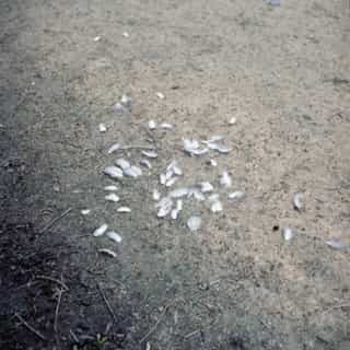 Scattered white feathers strewn across bare sandy ground