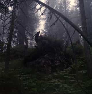 Uprooted, moss-covered fallen tree in a dim, misty coniferous forest