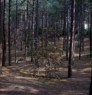 Small rowan tree heavy with red berries among tall pine trunks in a forest